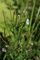 Epilobium pyrricholophum