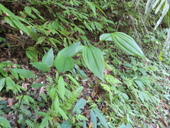 Disporum kawakamii