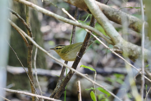 Worm-eating Warbler (Helmitheros vermivorum), photo 10