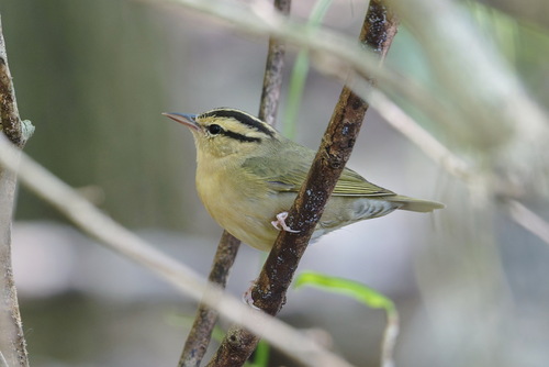 Worm-eating Warbler (Helmitheros vermivorum), photo 9