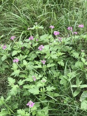 Glandularia polyantha