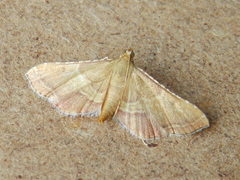 Endotricha flammealis