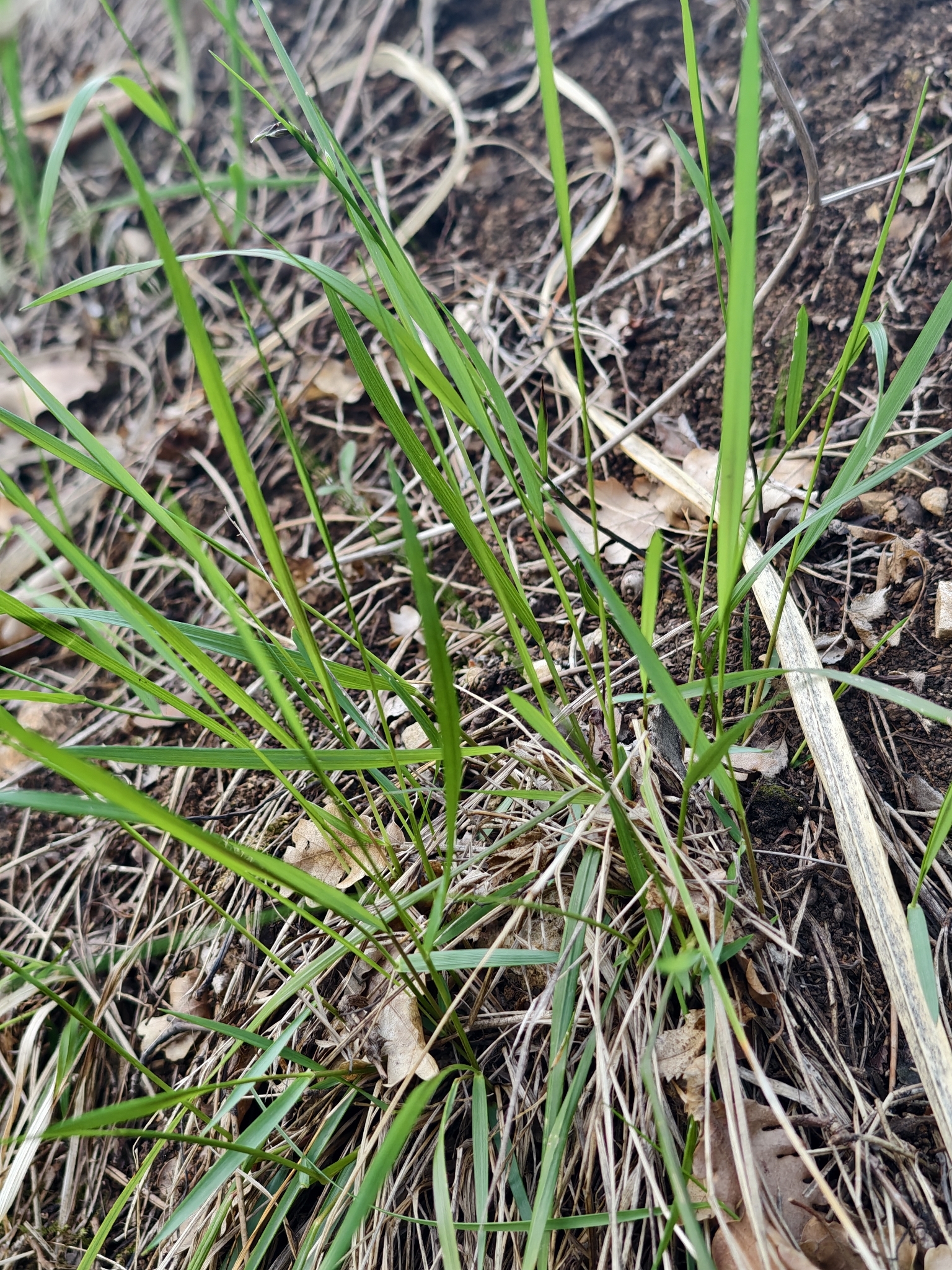 Southern Holy-Grass (Anthoxanthum australe)