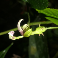 Burmeistera glabrata