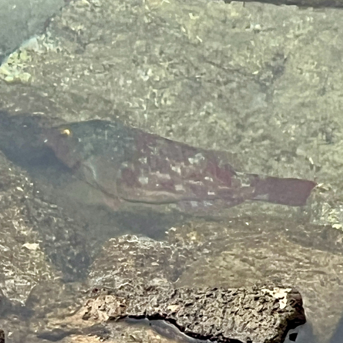 Sparisoma cretense