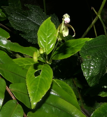 Burmeistera glabrata