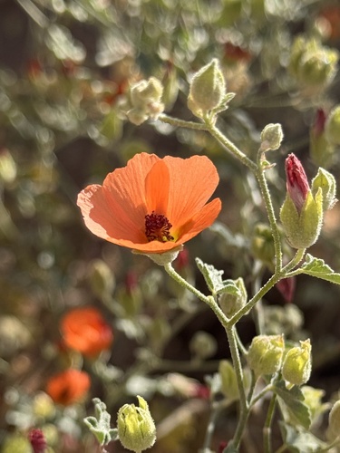 caliche globemallow (Sphaeralcea laxa)