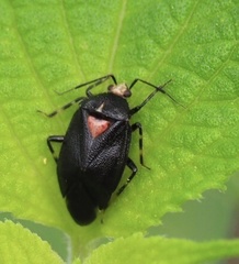 Deraeocoris sayi