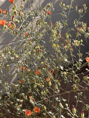 Sphaeralcea laxa, photograph (c) Daniel McNair, some rights reserved (CC BY)