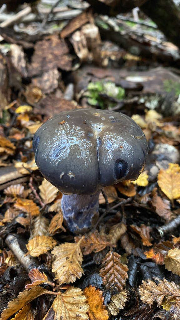 Stephanopus stropharioides