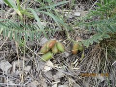 Astragalus wolgensis