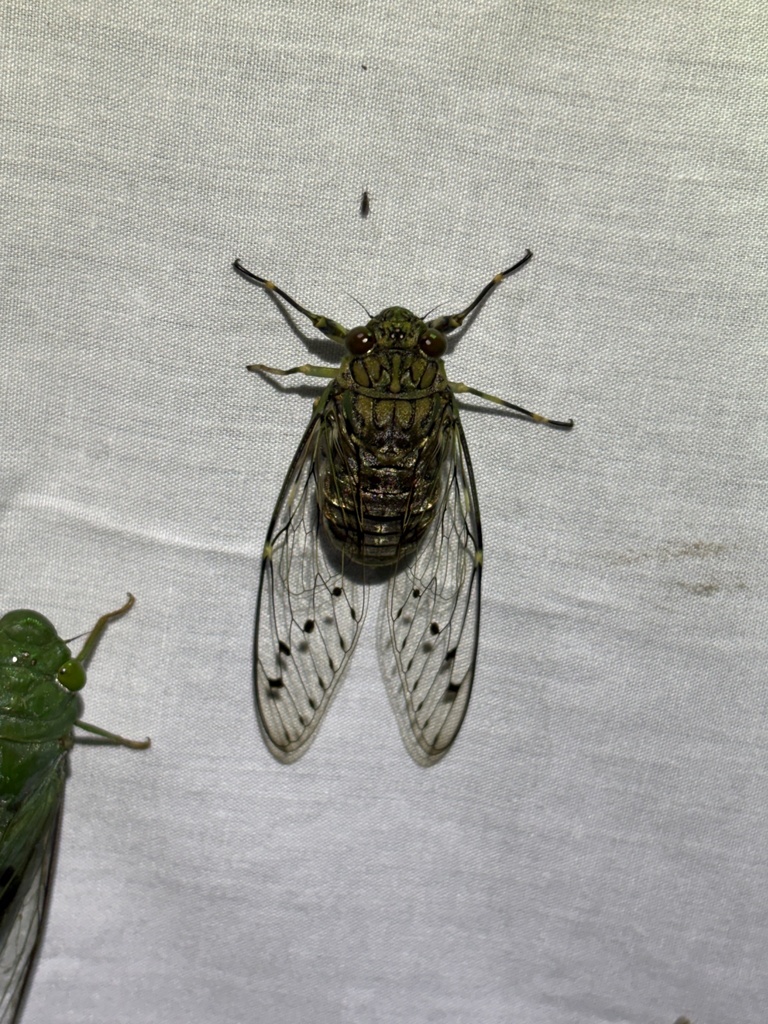 Maua borneensis
