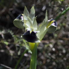 Iris tuberosa