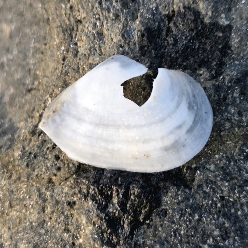 Austromacoma constricta observed 2026-04-10