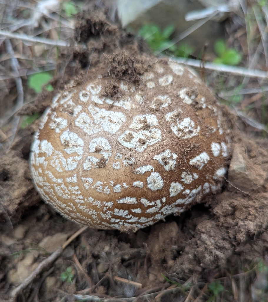 Amanita pantherinoides · April 2026 · photo: © benkeen (iNaturalist, cc0)