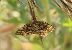 Electrophaes corylata