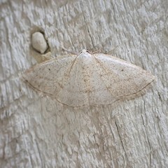 Lomographa glomeraria