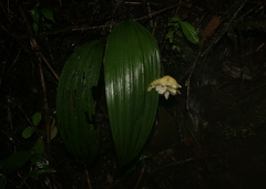 Houlletia sanderi