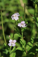 Epilobium pyrricholophum