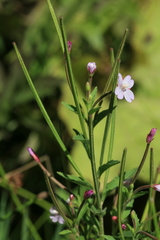 Epilobium pyrricholophum