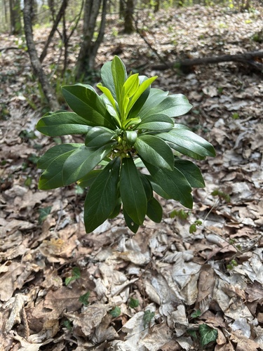Daphne laureola