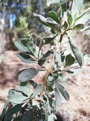 Cistus halimifolius