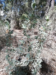 Cistus halimifolius