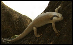 Trachylepis binotata