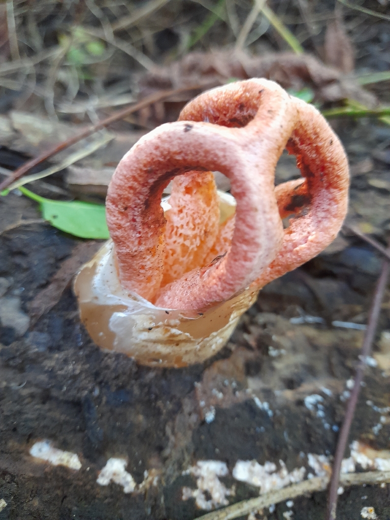 Clathrus columnatus · April 2026 · photo: © roberto937 (iNaturalist, cc0)