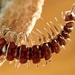 Dalodesmidae - Photo (c) Hans Henderickx，保留部份權利CC BY