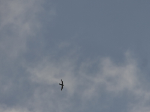 Himalayan Swiftlet (Aerodramus brevirostris), photo 8