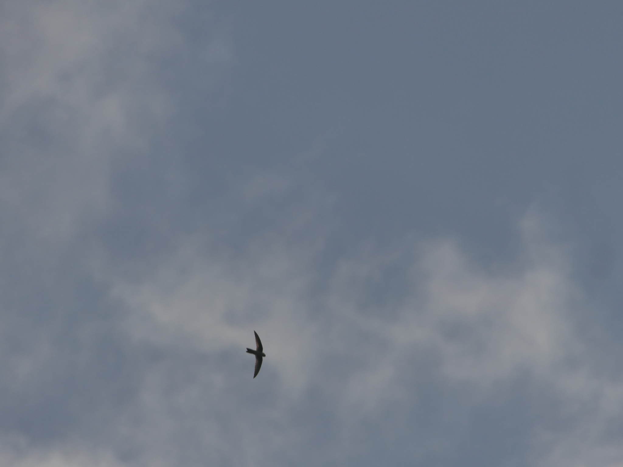Himalayan Swiftlet (Aerodramus brevirostris), photo 5