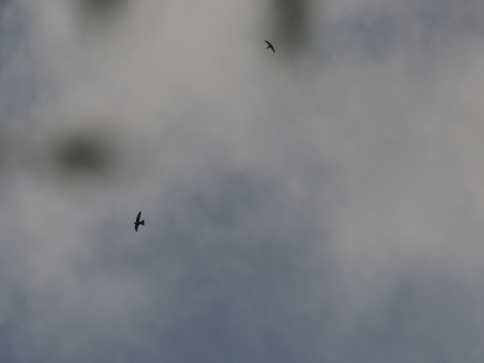 Himalayan Swiftlet (Aerodramus brevirostris), photo 3