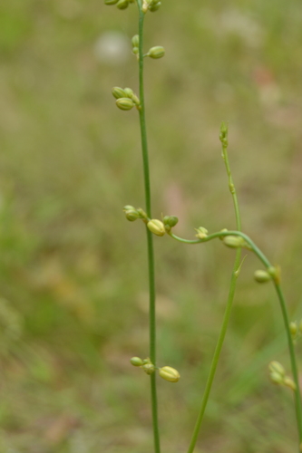 Clara ophiopogonoides (Clara ophiopogonoides)