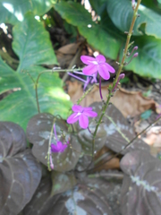 Pseuderanthemum alatum