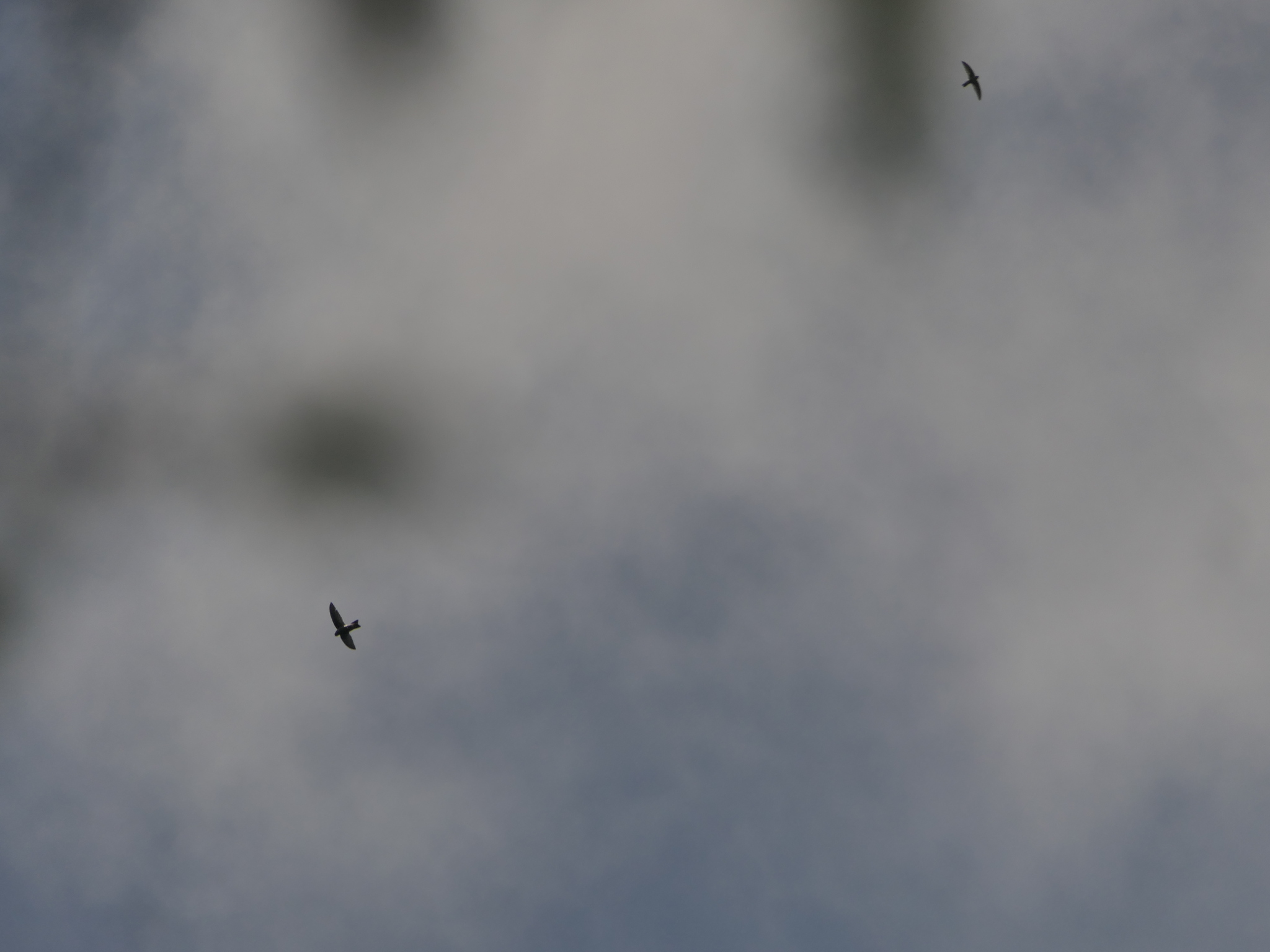 Himalayan Swiftlet (Aerodramus brevirostris), photo 4