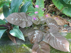 Pseuderanthemum alatum