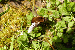 Bombylius discolor