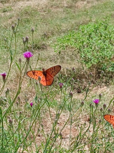 Light Red Acraea