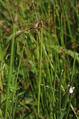 Eleocharis ussuriensis