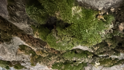 Lime-seep Eucladium (Eucladium verticillatum)