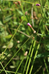 Eleocharis ussuriensis