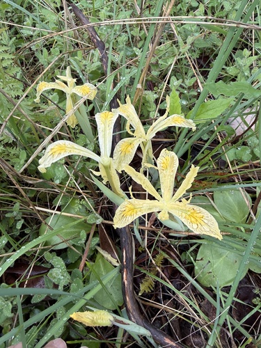 Yellow-leaf iris