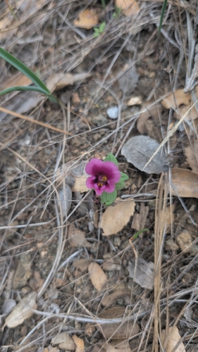 Kellogg's monkeyflower (Diplacus kelloggii)