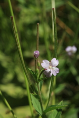 Epilobium pyrricholophum
