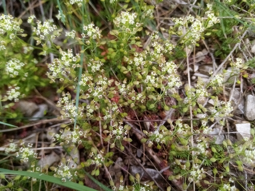 Hornungia petraea, photograph 6