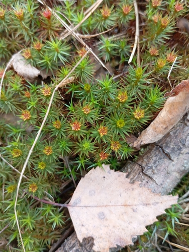 juniper haircap moss