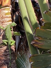 Iguana iguana