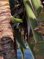 Iguana iguana