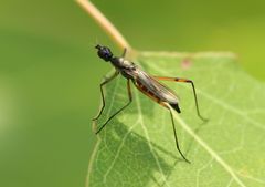 Micropeza corrigiolata